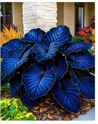 Hosta Bulbi- Resistenti al freddo e alla siccità,Bulbi di Hosta-4 Bulbi-D