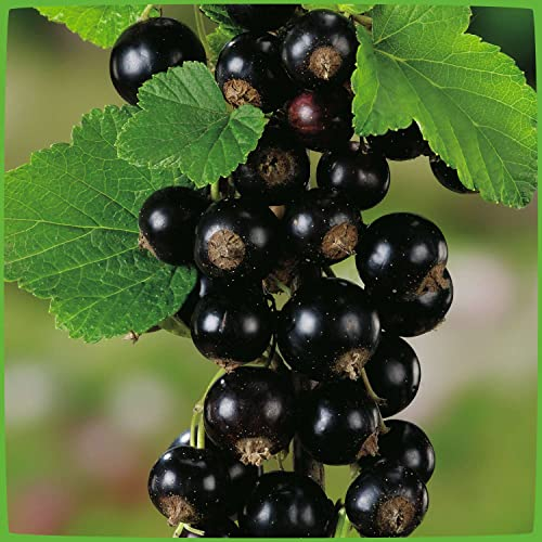 Garten-Schlüter Schwarze Johannisbeere 'Titania' Hochstamm 80-90 cm