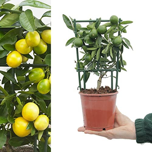 Citrus Limequat Tree - Mini Citrus Tree with Edible Fruit in 12cm Pot - Key Lime and Kumquat Hybrid (Citrus x floridana) (1 Plant)