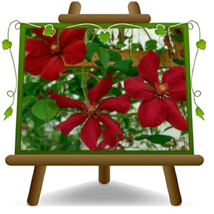 EURO PLANTS VIVAI Clematis Große rote Blumen Kletterpflanzen Höhe 70 cm Topf 17 cm