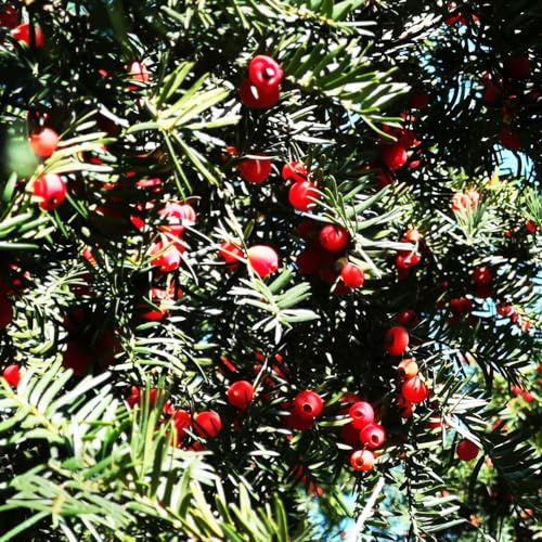 semi di taxus baccata - balcone rialzato resistenti tappezzante giardino esotiche rare interno 40pcs