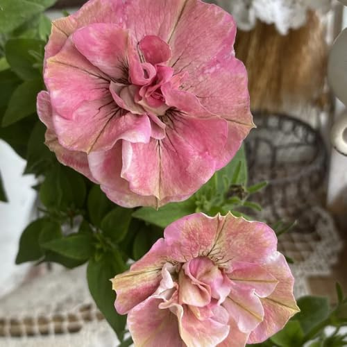 semillas de petunia colgando exóticas resistentes, balcón petunia petunia, para balcón, perennes, 150pcs