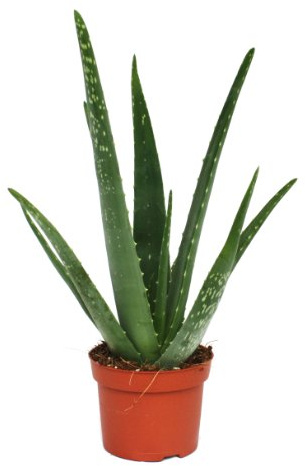 Aloe vera ca. 3 Jahre alt 12cm Topf