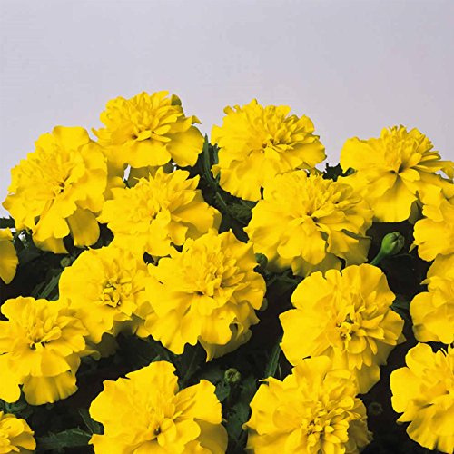 French Marigold Flower Garden Seeds - Bonanza Series - Yellow - 1000 Seeds - Annual Flower Gardening Seed - Tagetes patula