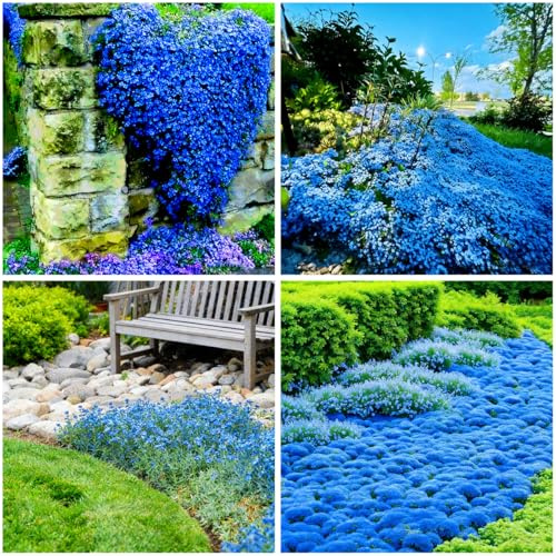 Mixrug 15000+ Blue Creeping Thyme Seeds Ground Cover,Blue Woolly Thyme Seeds Non-GMO Heirloom,Drought Tolerant Ground Cover Thyme Seed Silver Gray Carpet for Between Stepping Stones & Rock Outdoor