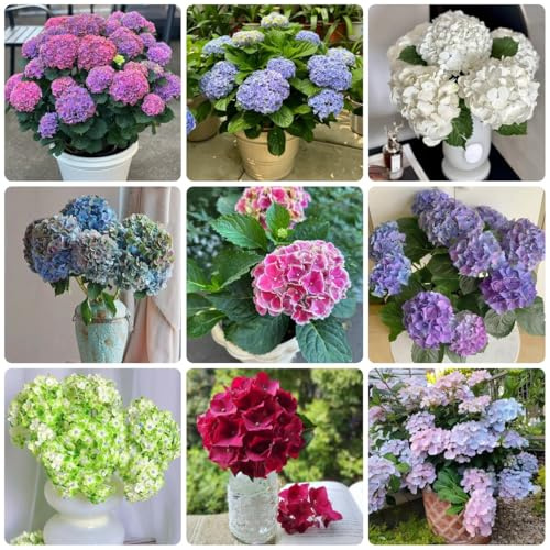 Semillas de hortensia - semillas de exóticas de jardín de otoño 100pcs