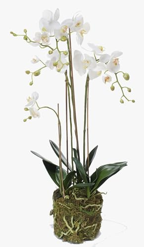 artplants.de Orchidea phalaenopsis Artificiale Pabla con terriccio, Bianco-Giallo, 80cm - Pianta da Interno/Pianta Appartamento