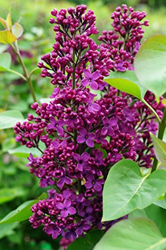 Flieder Edelflieder Andenken an Ludwig Späth purpurfarbene Blüte 40-60 cm hoch