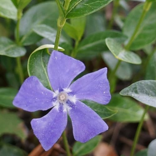 24 x Grande Pervenche - Vinca major godet 9x9cm, pour 3m² : Un charmant semi-arbrisseau couvrant le sol de votre jardin