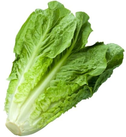 Fresh Romaine I Crisp I Delicious I Nutritious I Pack of 1