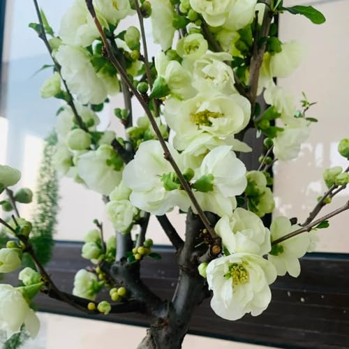 50 pcs hängende begonie samen, begonien samen, blumen samen, plants begonie pflanze - Malus spectabilis - gastgeschenk blumensamen, balkon beet bienenweide saatgut, pflanzen garten