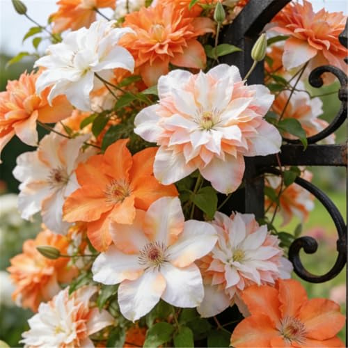 Clemátide rara y resistente - Clemátide trepadora perenne en maceta - Ideal para jardín, balcón y decoración en maceta-5 Rizoma-A