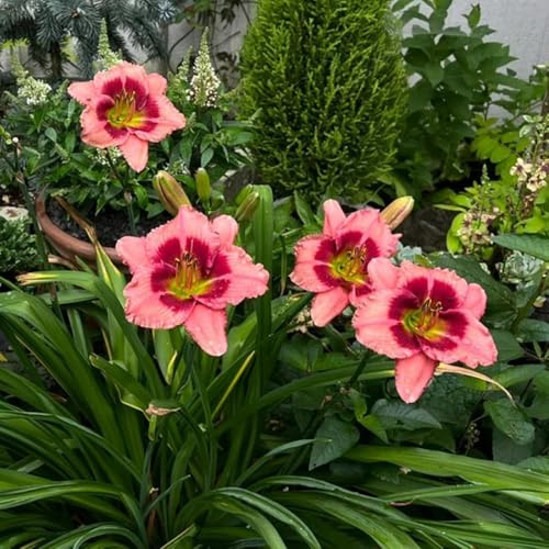 taglilien, balkon deko winterharte blumendeko für sonnige plätze winterharte kübelpflanzen 350samen