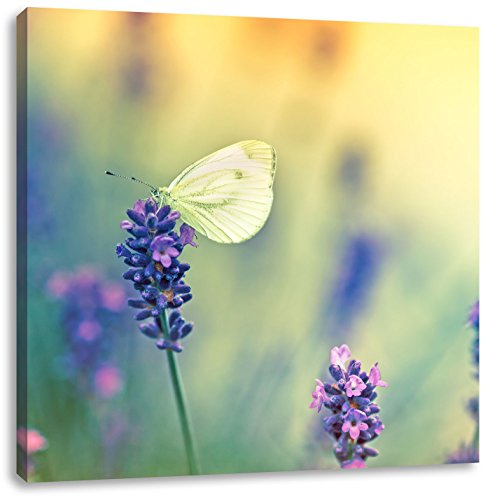 Pixxprint Schmetterling auf Lavendel, Größe: 40x40, Leinwandbild Quadratisch, Wandbild, Kunstdruck, fertig bespannt