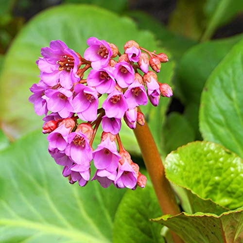 Bergenia Purpurascens Perennial Evergreen beesiana Elephant's Ears 1 Litre Potted Plant by Thompson and Morgan