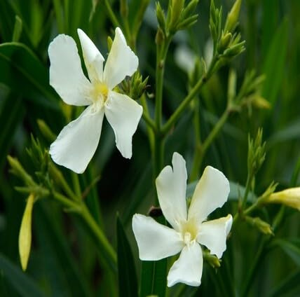 100 Stück frische weiße Oleander-Blumensamen