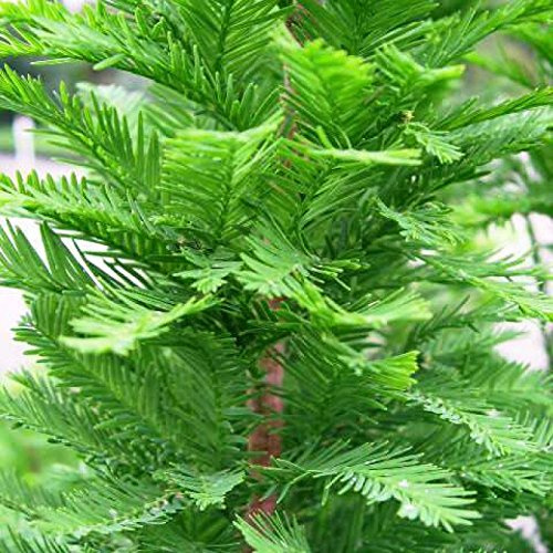 5 SEMI di Cipresso calvo NORD Taxodium distichum