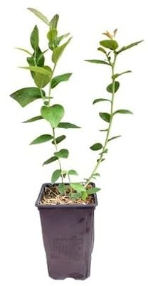 Arándano Azul Fruto Comestible Planta Natural Que Produce Frutas del Bosque Mora Azul