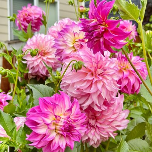 4bulbi tuberi di dalia - precoci acquistare tuberi di dalia, balcone resistenti, resistenti per il giardino,