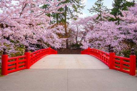 adrium Cuadro de madera de 50 x 30 cm: flor de cerezo en el parque Hirosaki en Japón (116170339)