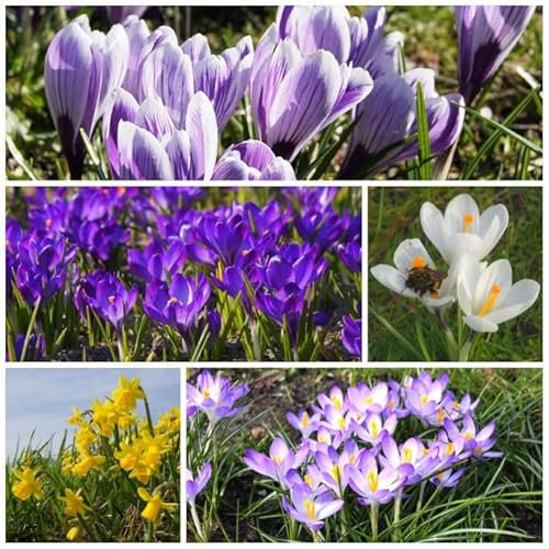 Natural Bulbs – Bienenbuffet Aperitif Royale 120 ST - BIO - Blumenzwiebeln winterhart mehrjährig aus Holland – Perfekt für Bienen - Blumenzwiebeln Mix - Frühblüher Frühlingsblumen