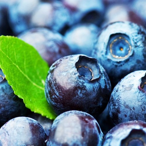 Myrtille Américaine Biologique Graines De Myrtille Paquet De 100 Graines