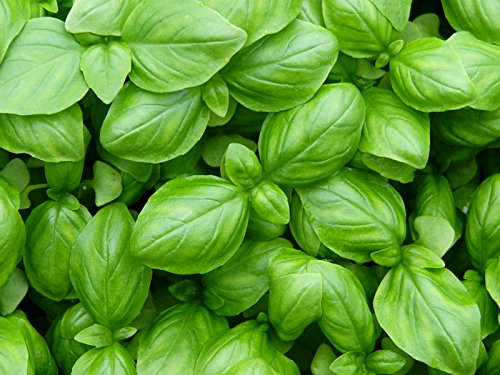 BASILICO ITALIANO CLASSICO (TIPO GENOVESE) NR.2000 SEMI