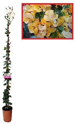 Buganvilla en Tutor Planta Natural - Bougainvillea planta viva - Planta Natural Decorativa trepadora (En tutor Amarilla)