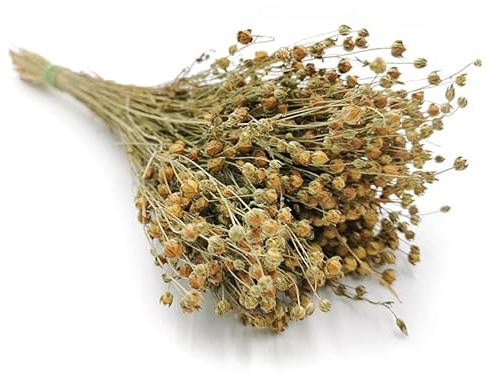 Enchanted Dekogras Getrocknetes Gras Flachs Ziergras Leinen Trockenblumen Natürlich Boho 80 Stück Naturfarbe