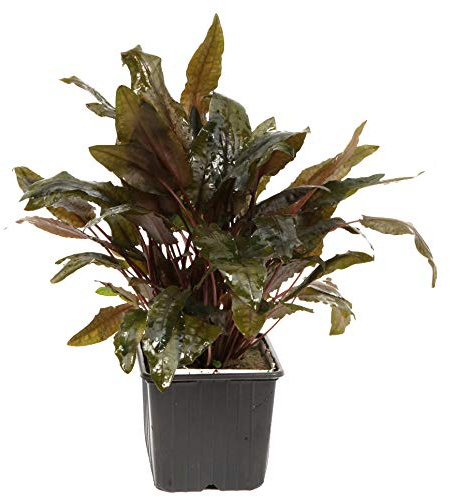 WASSERPFLANZEN WOLFF - XL Mutterpflanze Wendts Wasserkelch/Cryptocoryne wendtii | Robuste Rosettenpflanze für Mittelgrund | Anfängergeeignet & Starker Wurzelzehrer