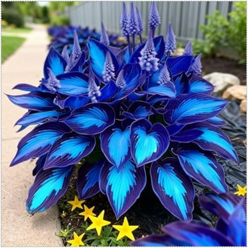 Funken Hosta Rhizom-Wertvolles Geschenk-Personalisierbares Design-Eleganter Look-Begrenzte Kollektion-4 Funken Hosta Rhizom