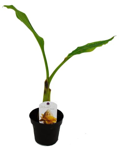 Winterharte Zierbanane Musella lasiocarpa Golden Lotus Banane 12cm Topf