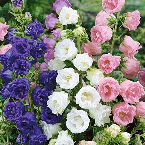 Semillas en maceta Mezcla de taza doble y platillo Semillas de campanula rosa, rosa, lavanda, morado, blanco (1000 semillas)