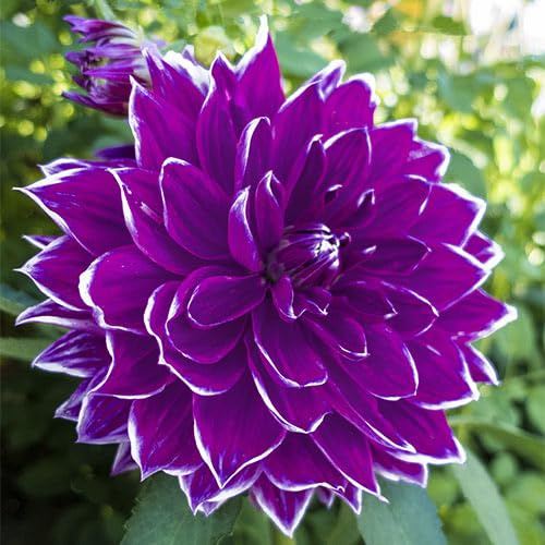 Votaniki Dinnerplate Dahlia Pramie 18 - Large Blooming Dahlia, Perennial Dahlia Tubers Ready to Plant | Summer Flowers - Easy to Grow and Low Maintenance (1 Pack)