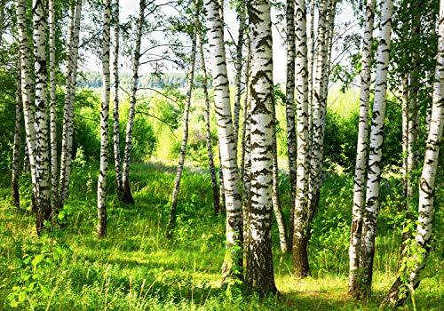 wandmotiv24 Fototapete Birkenwald Wiese Landschaft Sträuchern, M 250 x 175 cm - 5 Teile, Wanddeko, Wandbild, Wandtapete, Blätter Bäume Birken Wald M5836