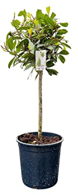 Laurus Nobilis - Laurus Nobilis - Altura total 80-100 cm - laurel auténtico A+