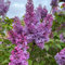 semi di alberi resistenti di piante di lillà, fiori balcone letto prato fiorito perenni decorazione soggiorno decorativi 1000pcs