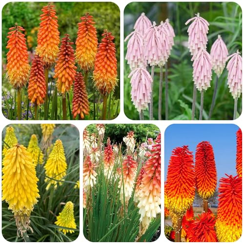 bulbos de lirio de llama - resistentes invierno decorativas jardín interior rocalla 4pcs