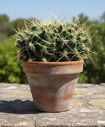 Ferocactus hamatacanthus,15cm Ø,große Pflanze,im 14er Topf,Kakteen,Sukkulente
