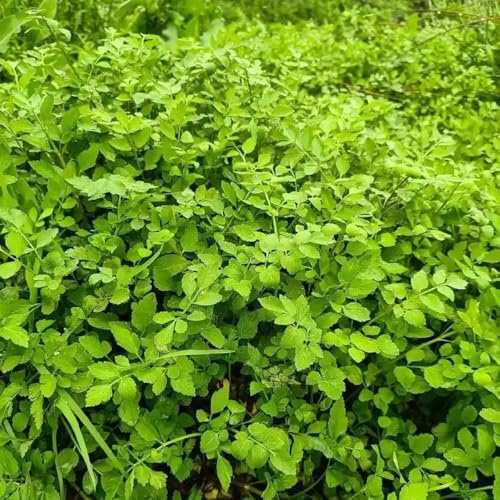 semillas de berro - berro Cultivo de hortalizas invierno Semillas hortalizas y medicinales balcón Variedades tradicionales,s y silvestres, cocina 160semillas