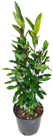 I GIARDINI DI GIULIA - Alloro Laurus Nobilis Ø18 H.100 | Pianta Aromatica Sempreverde | Ideale per Siepi, Giardini e Terrazzi | Facile da Coltivare