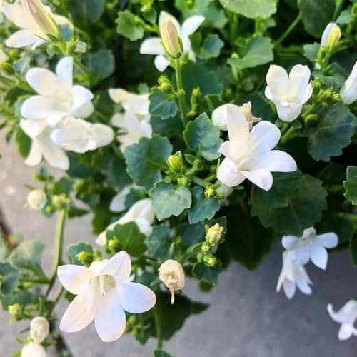 glockenblume, balkonpflanzen winterhart glockenblume blumensamen bodendecker winterhart mehrjährig seltene, wohnzimmer deko wildbalkonblumen 450samen