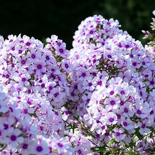 Phlox de alfombra - flox subulata jardín de trepadora semillas exóticas silvestres balcón jardín interior semillas verano Cobertura 300pcs