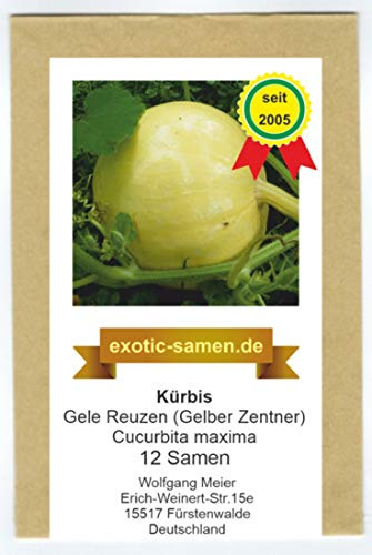 Speisekürbis Gele Reuzen - gelber Zentner - 12 Samen