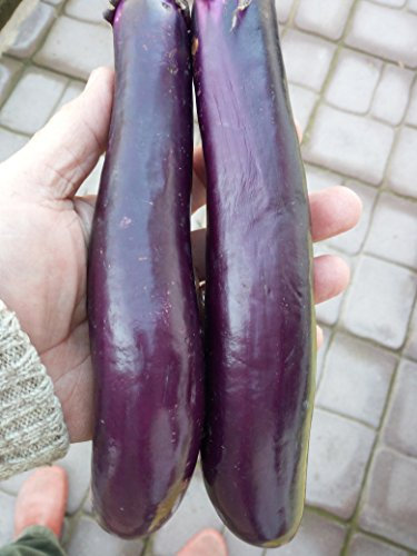 MELANZANA VIOLETTA LUNGA -Solanum melongena-