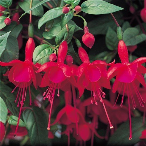 Pack x6 Trailing Fuchsia 'Marinka' Summer Garden Plug Plants
