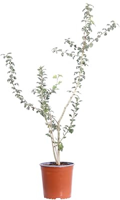eGarden.store - Pianta vera di Biancospino Comune o Crataegus Monogyna - Altezza pianta: 80 cm Diametro vaso: 17 cm - Arbusto ornamentale dai fiori rosa e bacche bianche da coltivare all'esterno