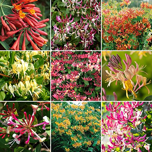 Gardeners Dream Gartenfertiges 3er Lonicera Immergrünes Geißblatt Pflanze Mix - Bunte Blühende Sträucher - Winterharte Pflanzen für Garten, Balkon, Kübel - Kletterpflanzen Winterhart Mehrjährig