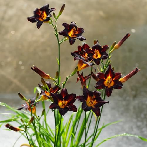 Semi di daylily, Hemerocallis fulva, decorazione del giardino per esterno perenni resistenti agli emerocallidi, 120pcs