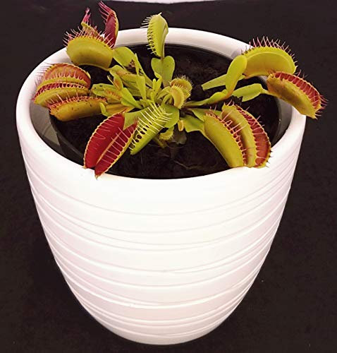 POWERS TO FLOWERS - DIONAEA MUSCIPULA IN VASO CERAMICA BIANCO A RIGHE, pianta vera